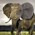 Montages photographiques